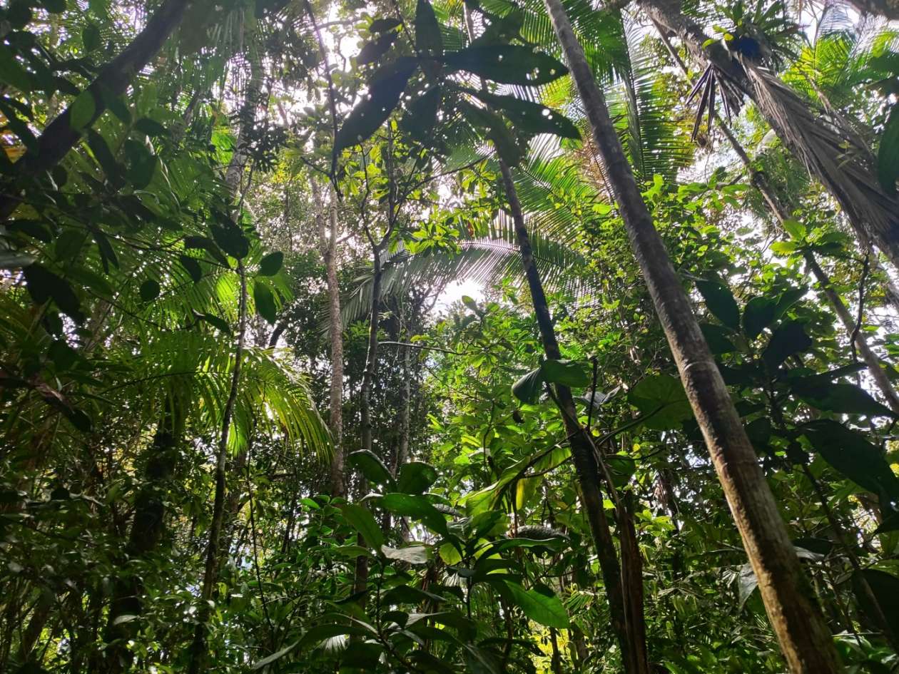 Terreno, 15 hectares - Foto 12