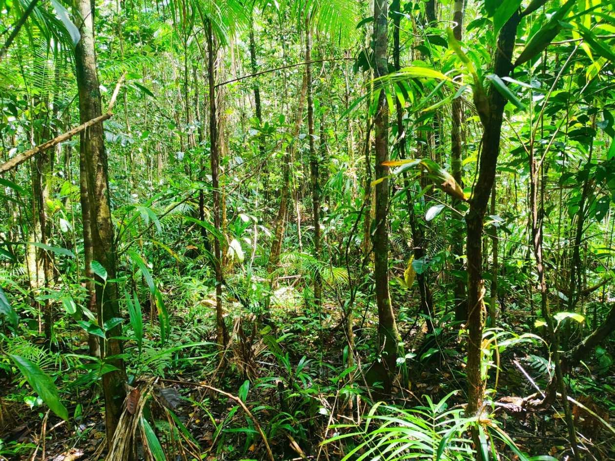 Terreno, 15 hectares - Foto 13