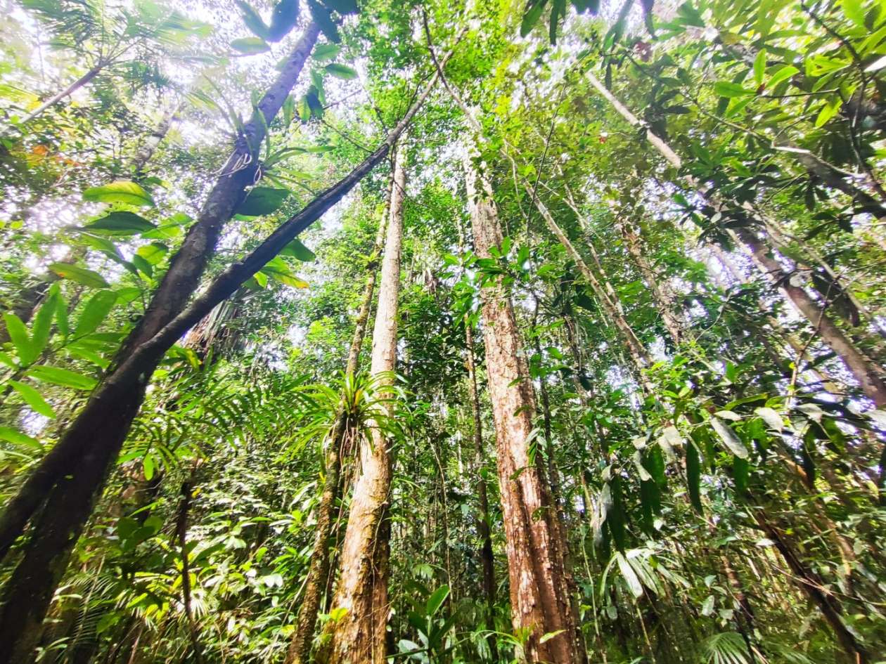 Terreno, 15 hectares - Foto 14