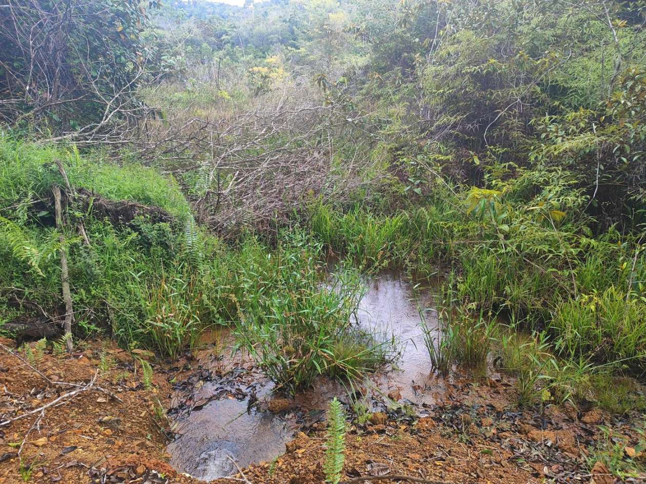 Terreno, 15 hectares - Foto 4