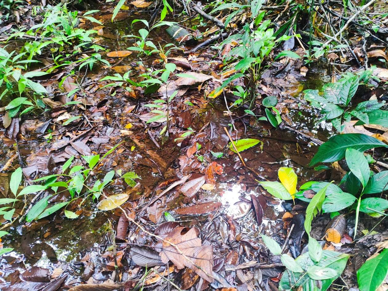 Terreno, 15 hectares - Foto 7