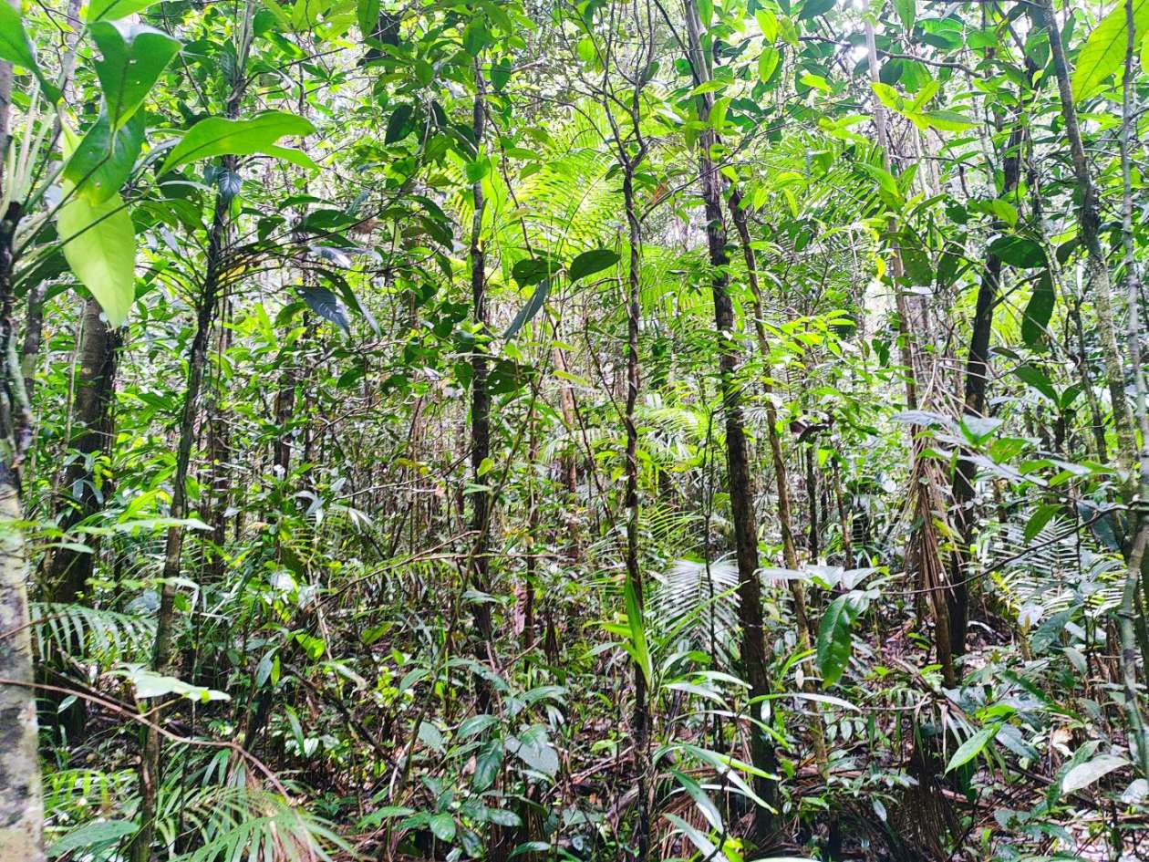 Terreno, 15 hectares - Foto 15