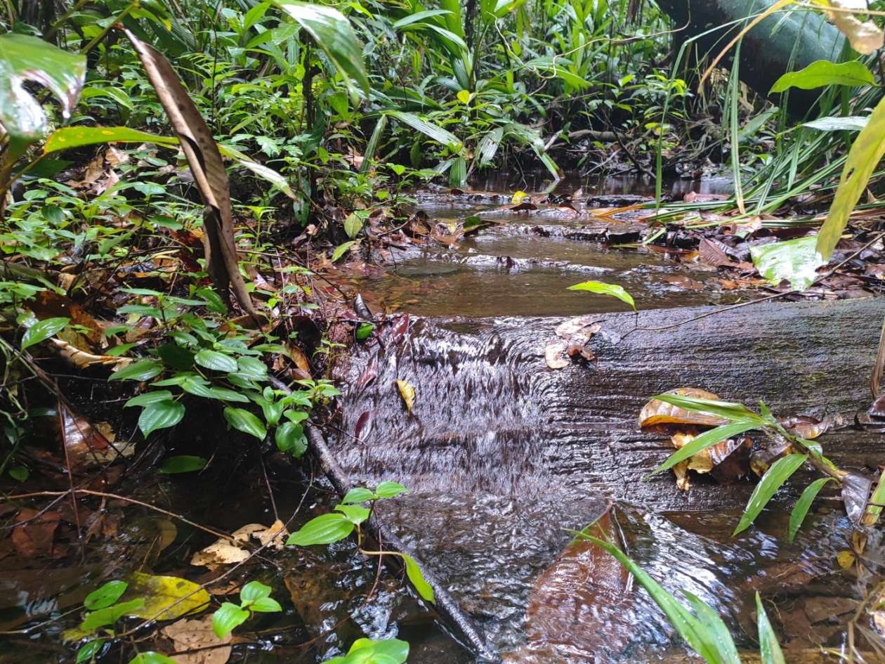 Terreno, 15 hectares - Foto 5