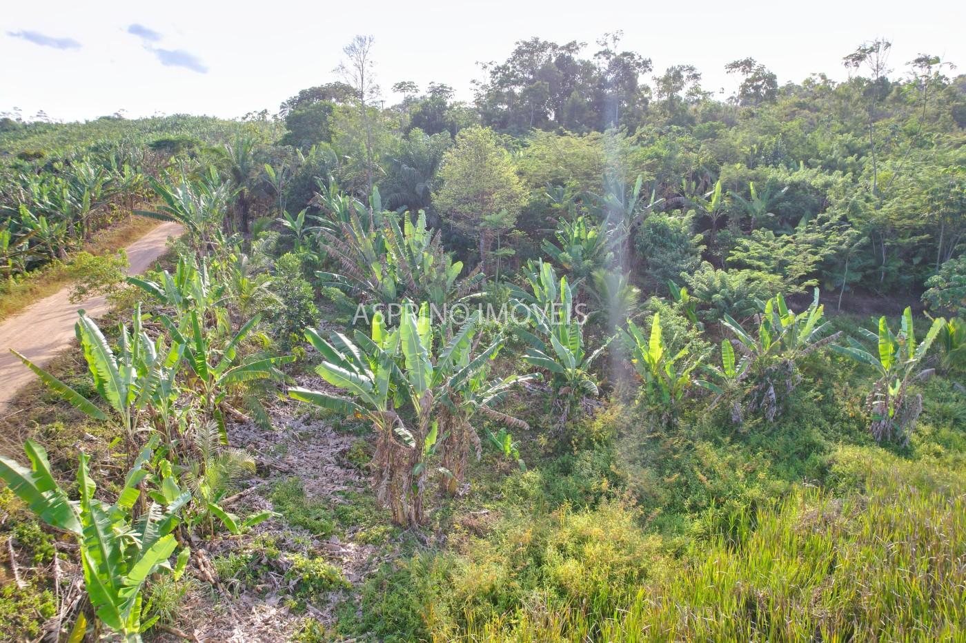 Sítio, 6 hectares - Foto 14