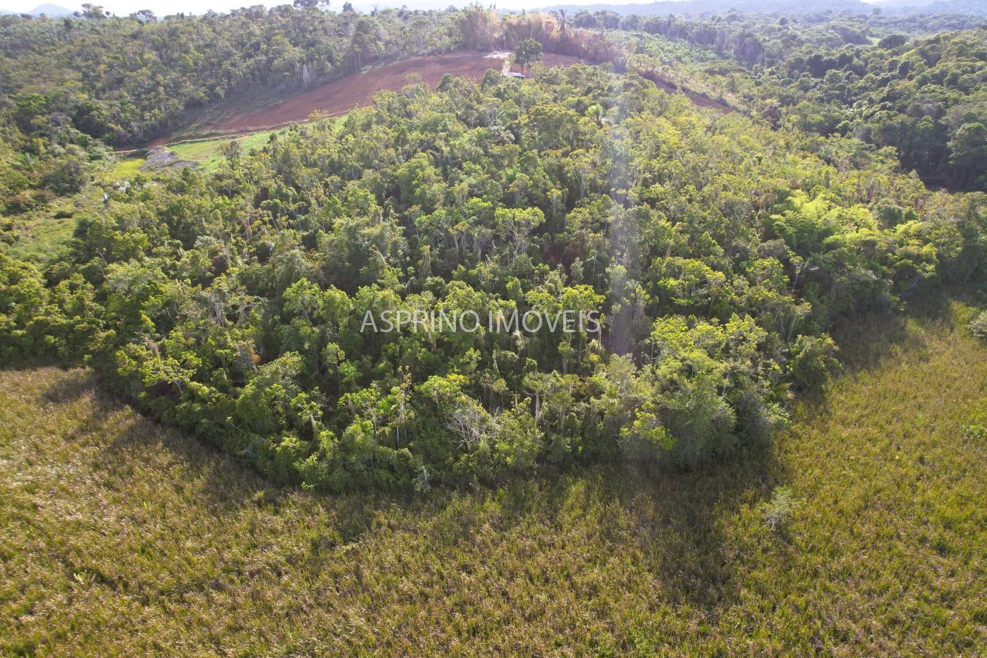 Sítio, 6 hectares - Foto 8