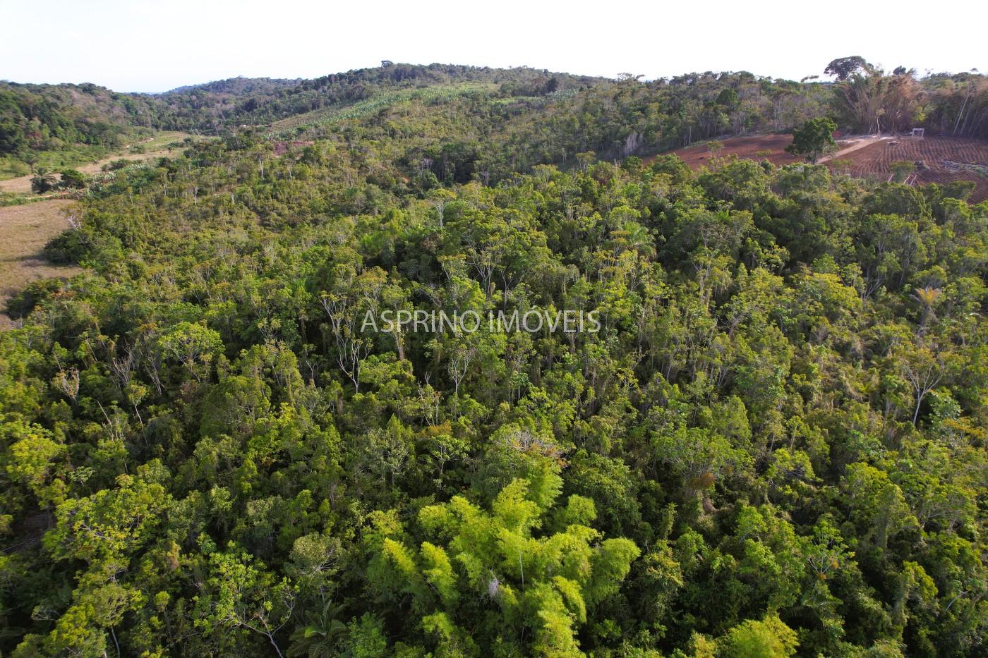 Sítio, 6 hectares - Foto 12