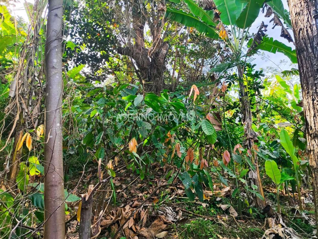 Sítio, 6 hectares - Foto 15