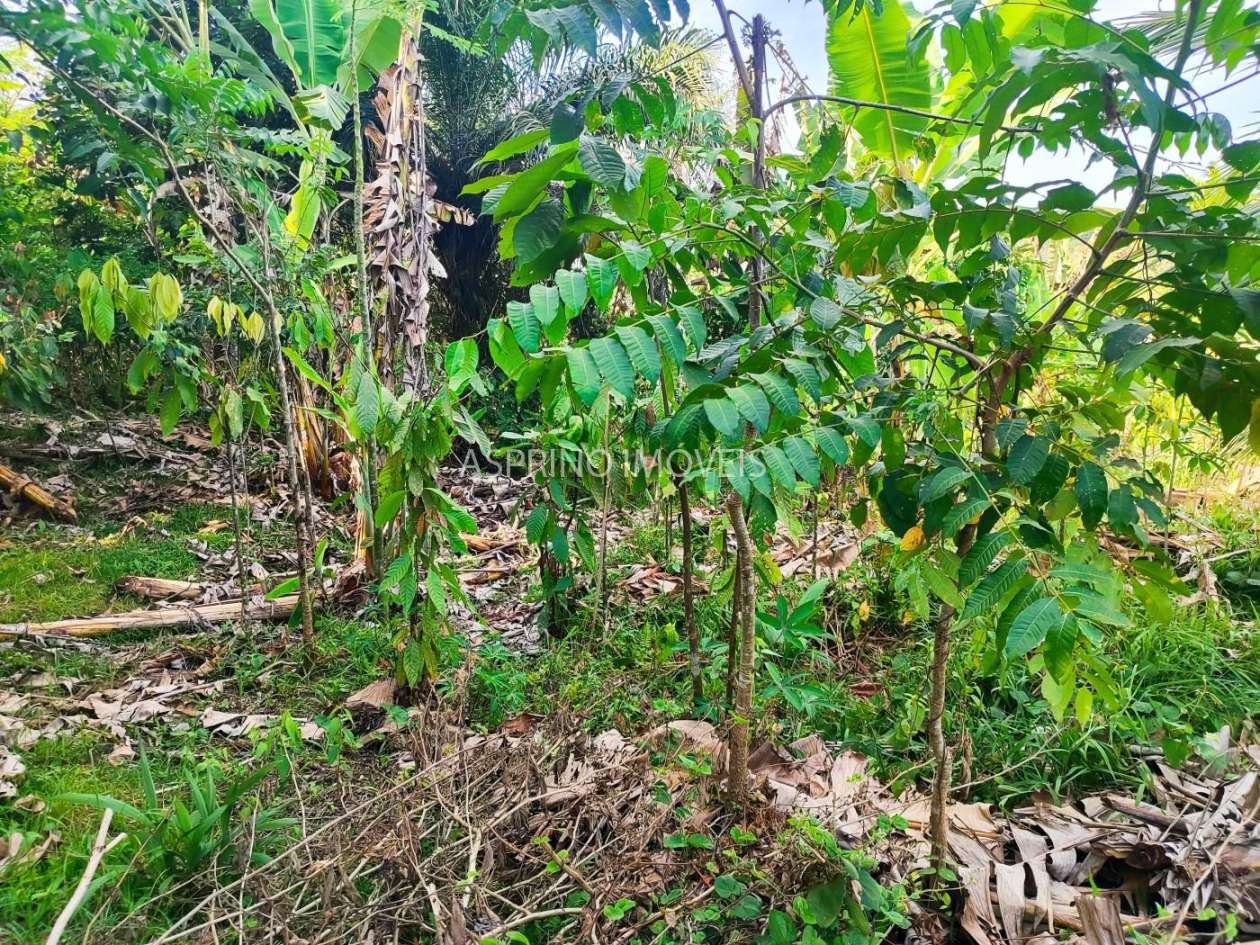 Sítio, 6 hectares - Foto 17