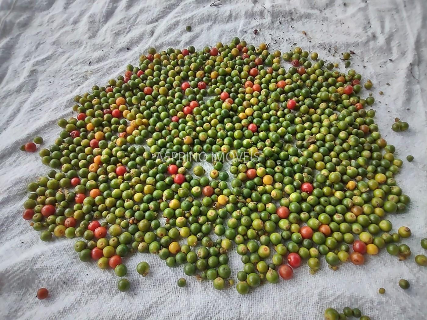 Sítio, 6 hectares - Foto 20