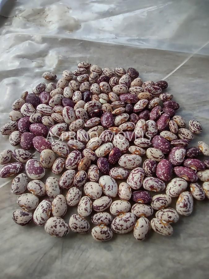 Sítio, 6 hectares - Foto 21