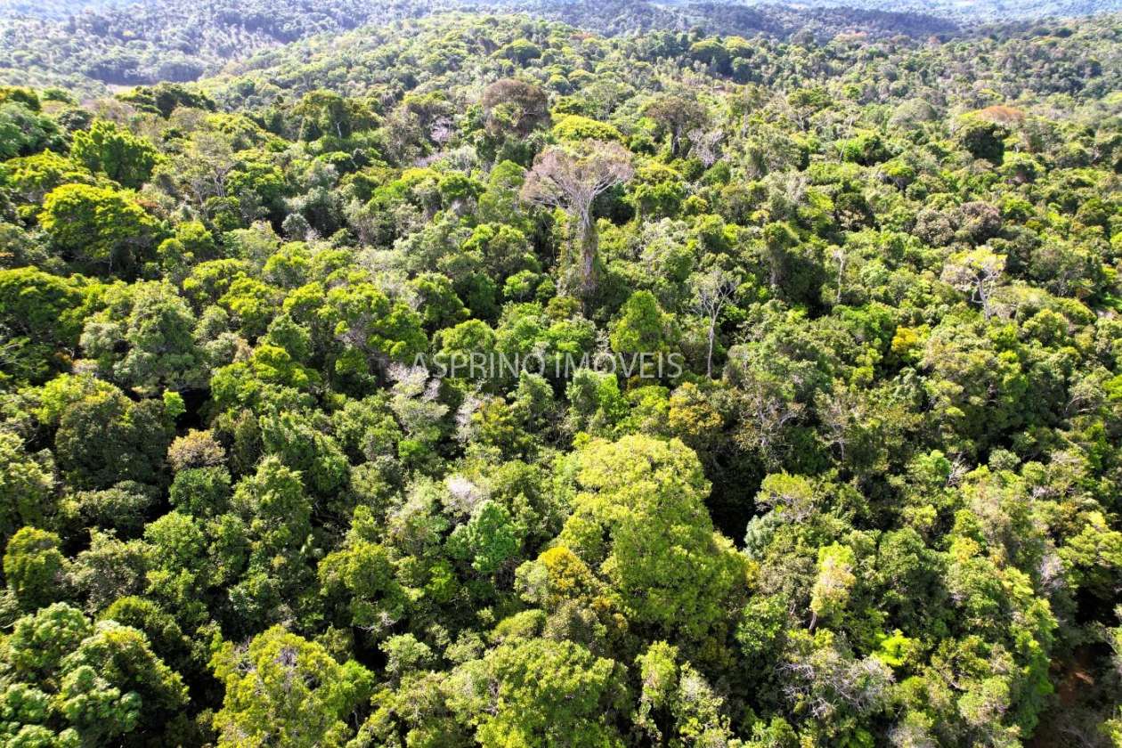 Terreno, 3 hectares - Foto 4