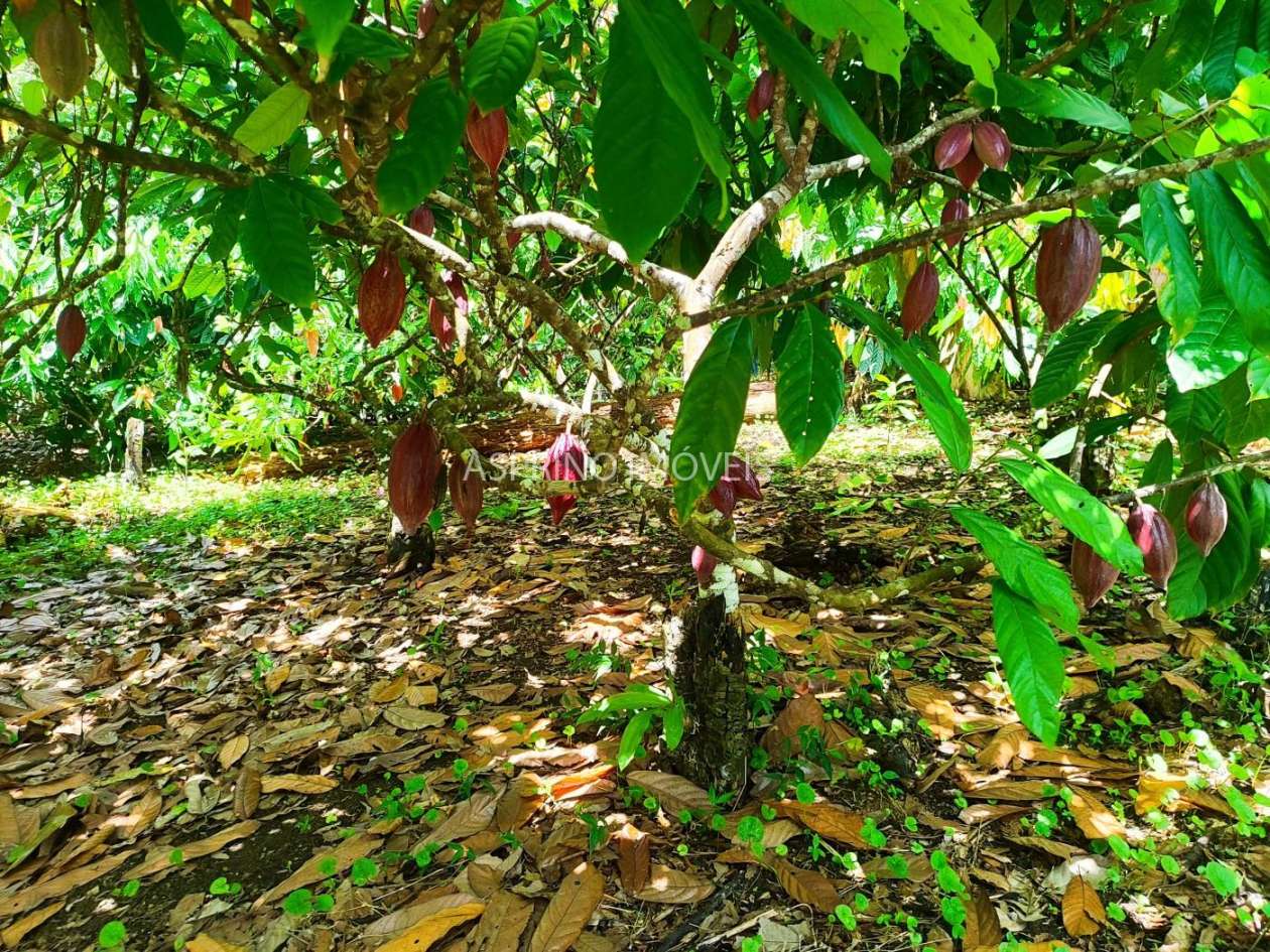 Fazenda, 52 hectares - Foto 4