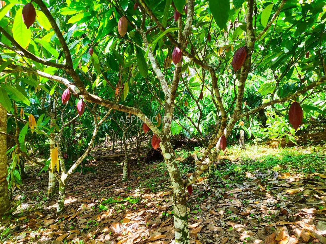 Fazenda, 52 hectares - Foto 6