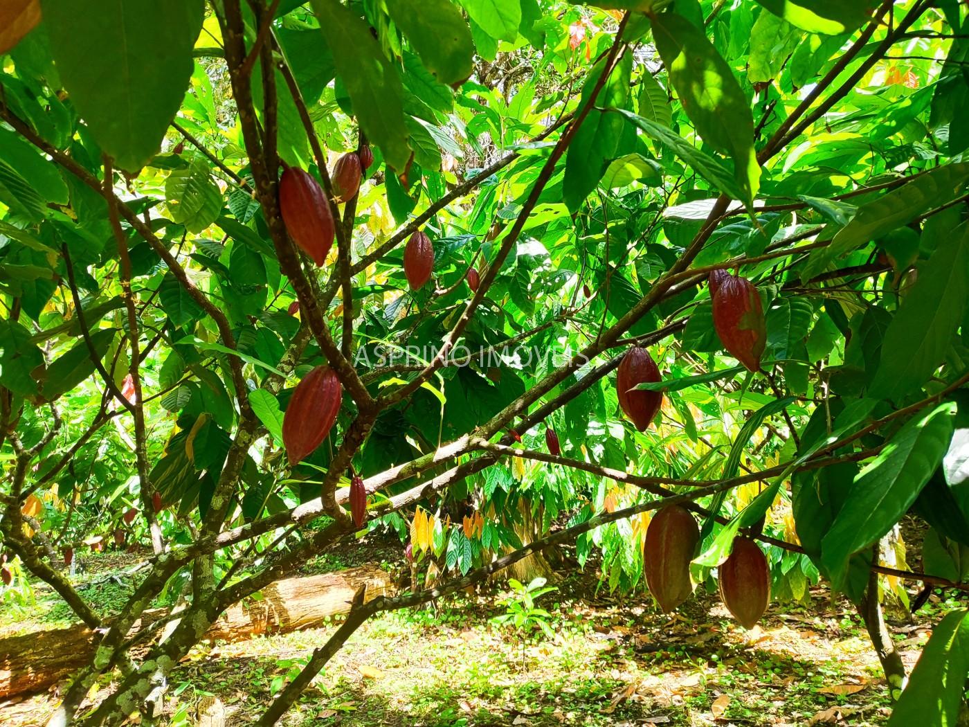 Fazenda, 52 hectares - Foto 5