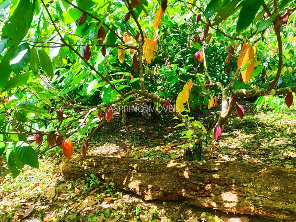 Fazenda, 52 hectares - Foto 7