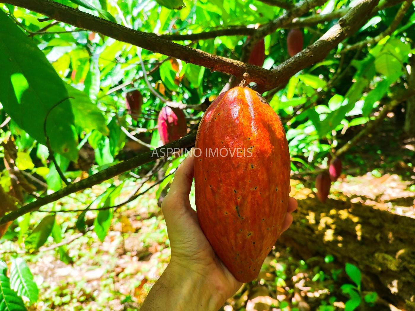 Fazenda, 52 hectares - Foto 8