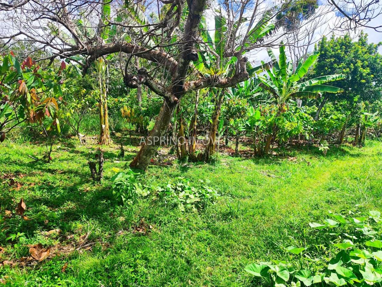 Fazenda, 52 hectares - Foto 25
