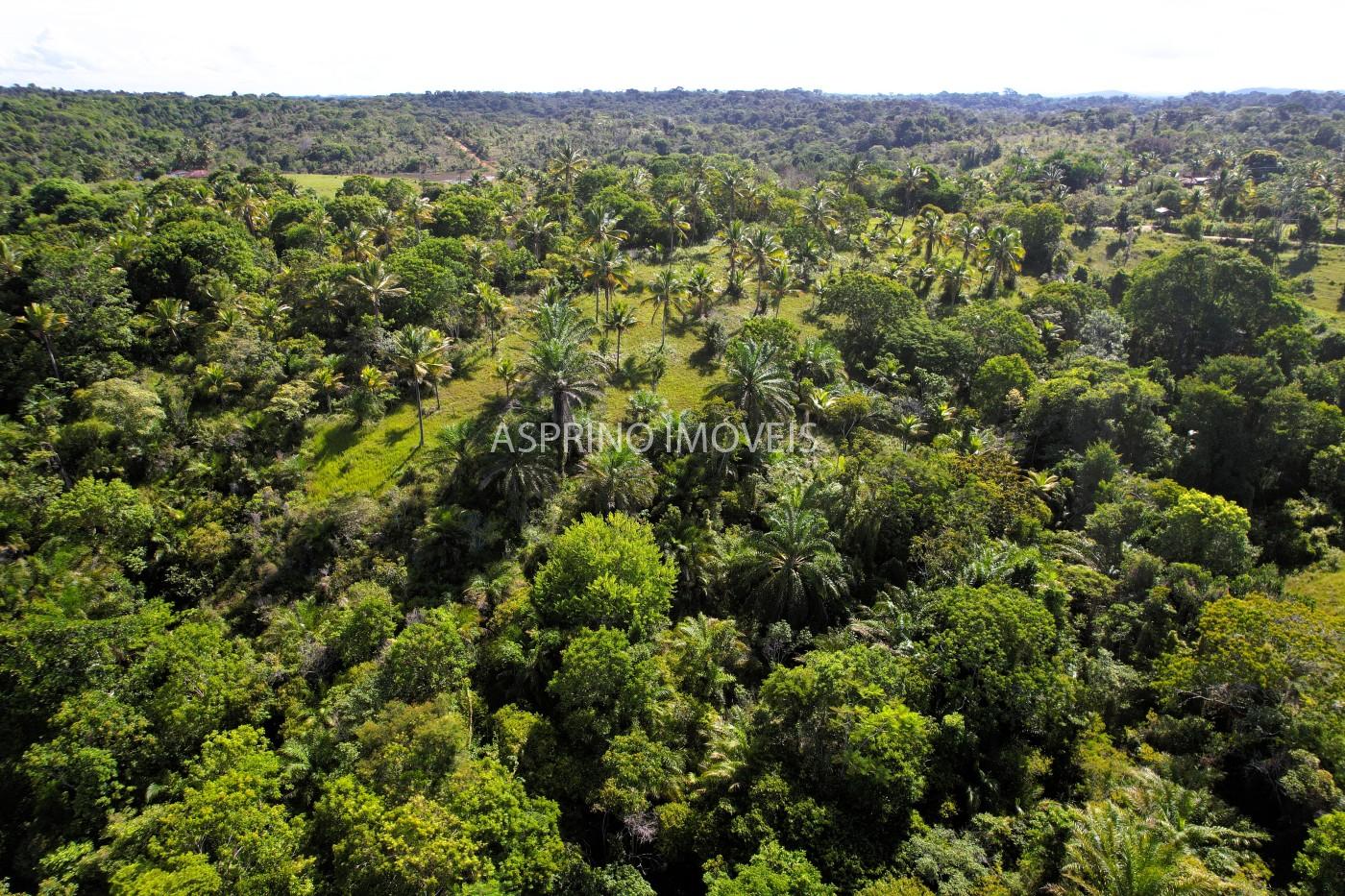 Terreno, 4 hectares - Foto 21