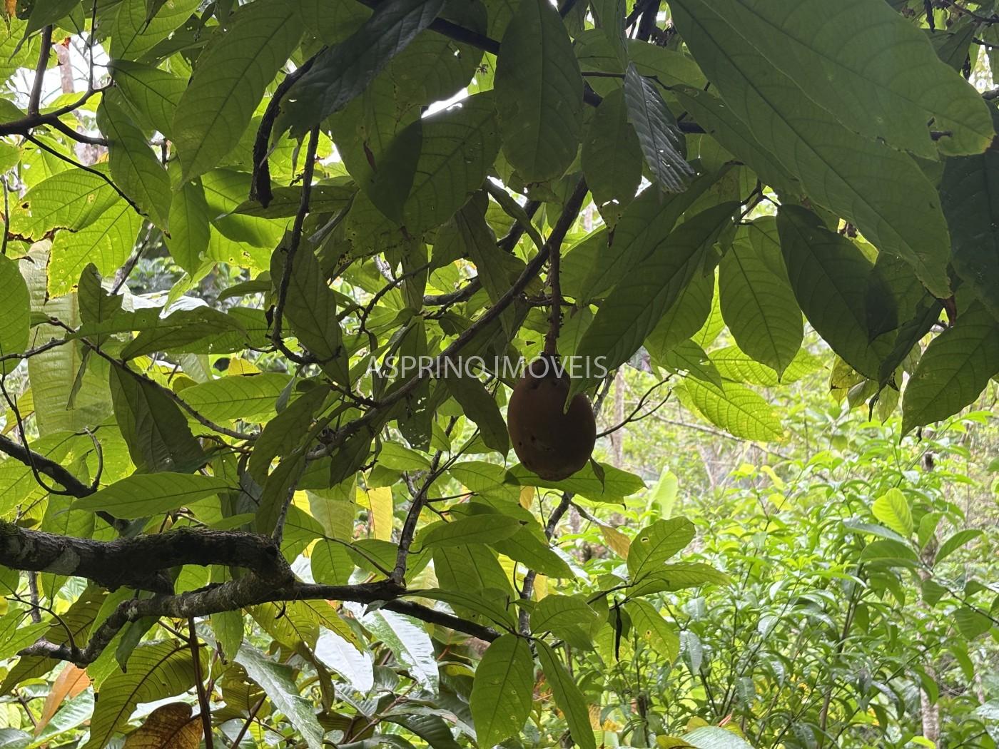 Fazenda, 13 hectares - Foto 21