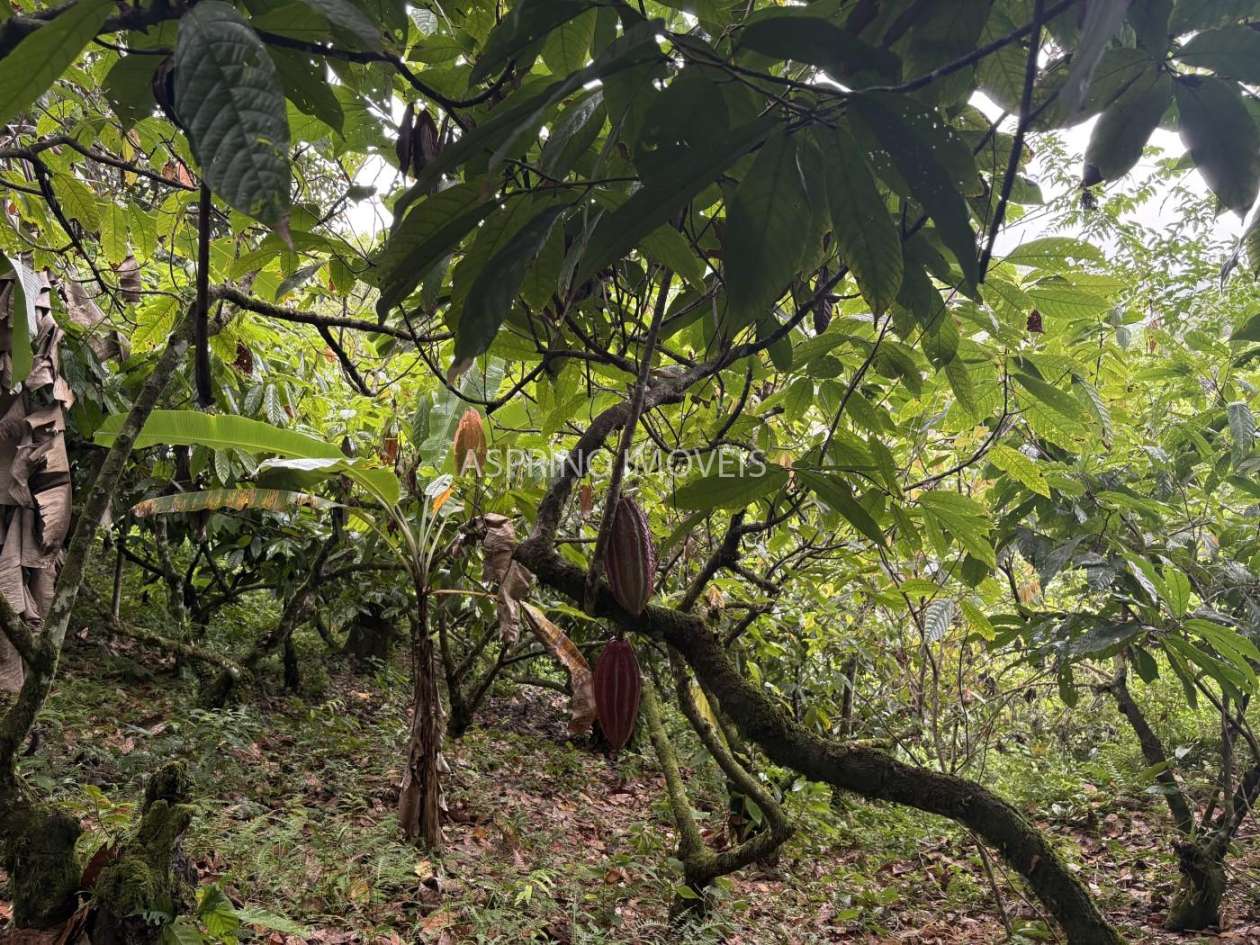 Fazenda, 13 hectares - Foto 22