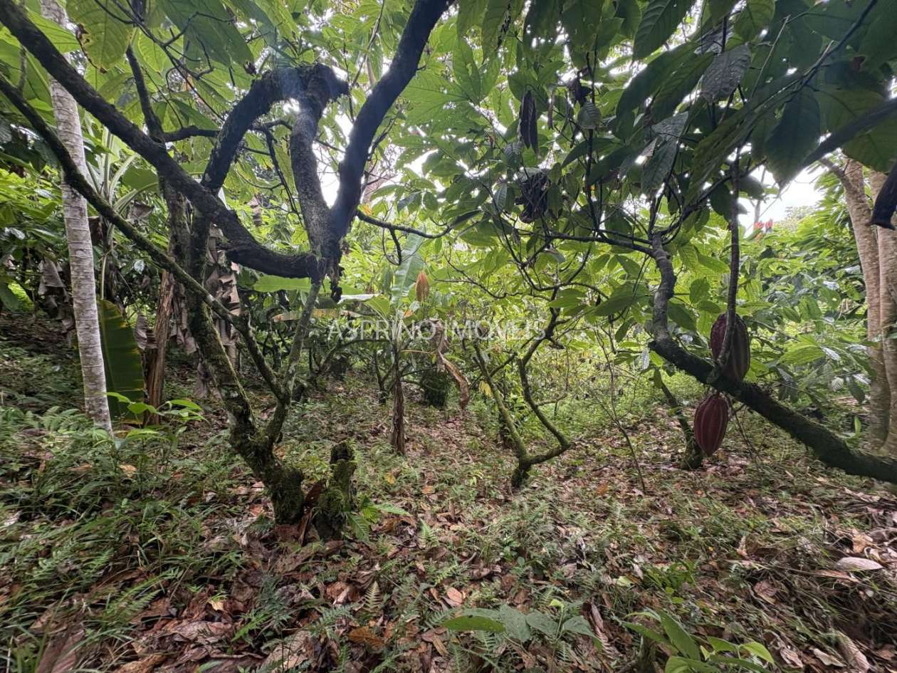 Fazenda, 13 hectares - Foto 23