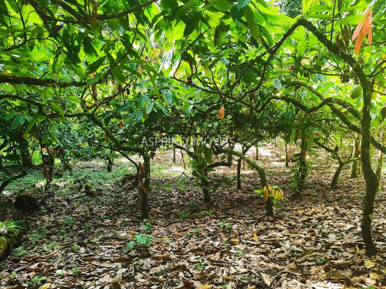 Fazenda, 19 hectares - Foto 26