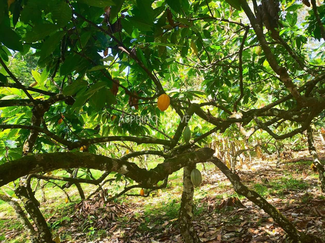 Fazenda, 19 hectares - Foto 28