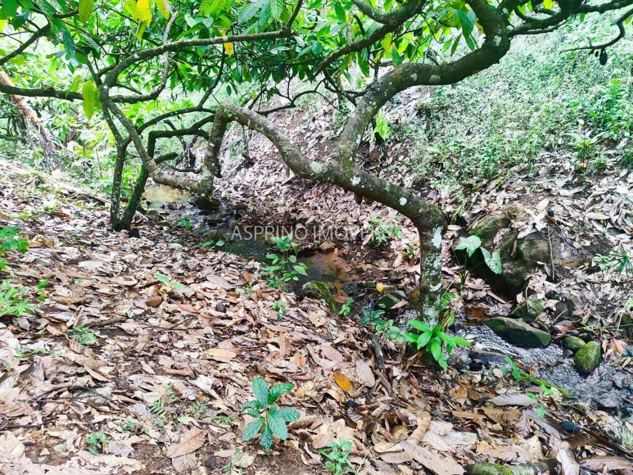 Fazenda, 19 hectares - Foto 34