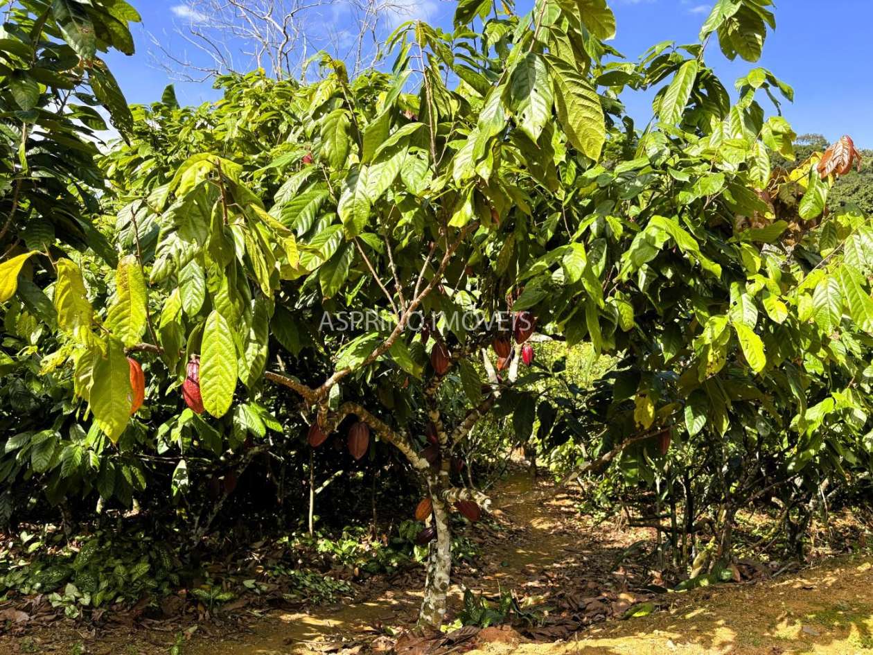 Chácara, 3 quartos, 10 hectares - Foto 17