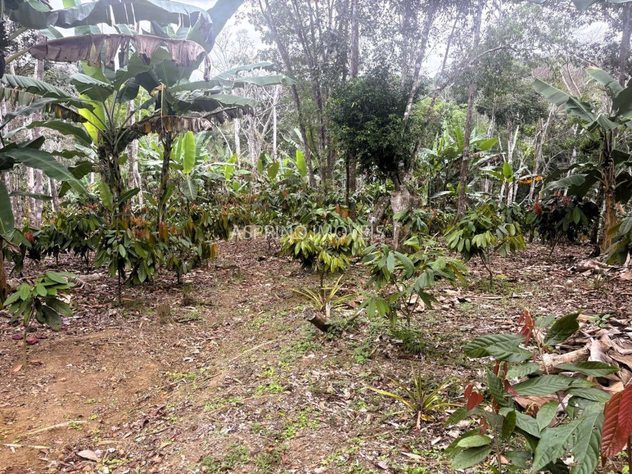 Sítio, 3 quartos, 6 hectares - Foto 30