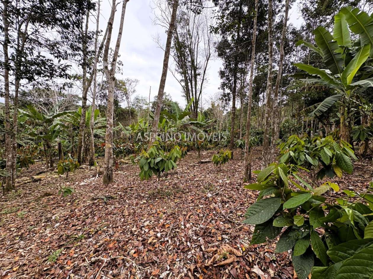Sítio, 3 quartos, 6 hectares - Foto 31