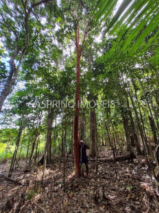 Terreno, 3 hectares - Foto 20
