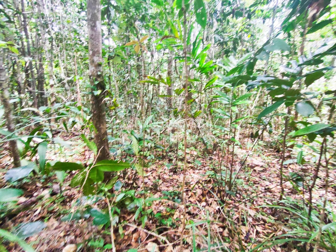 Terreno, 5 hectares - Foto 14