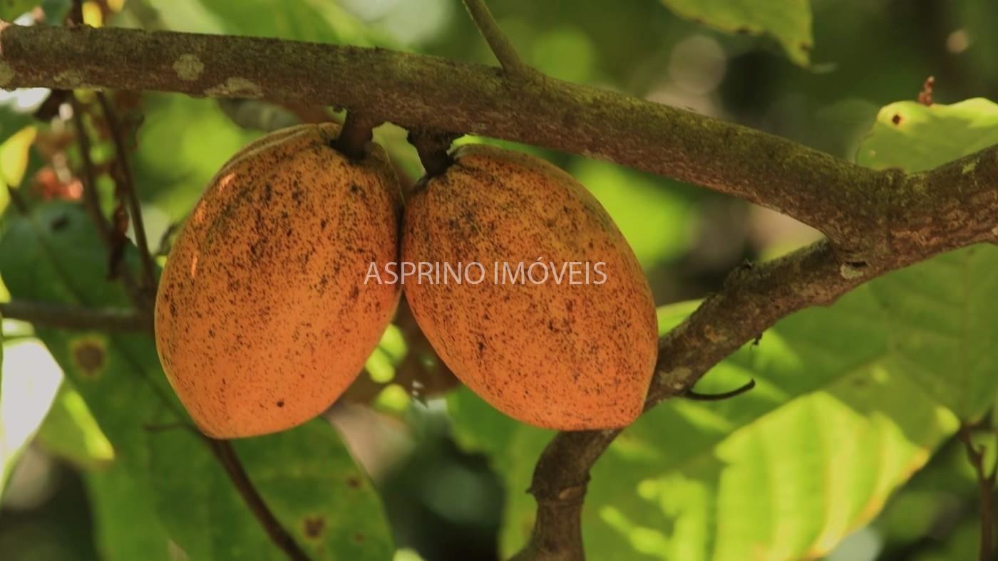 Fazenda, 2 hectares - Foto 12