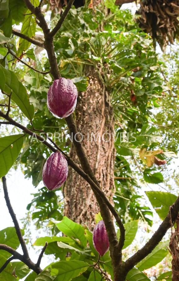 Fazenda, 2 hectares - Foto 11